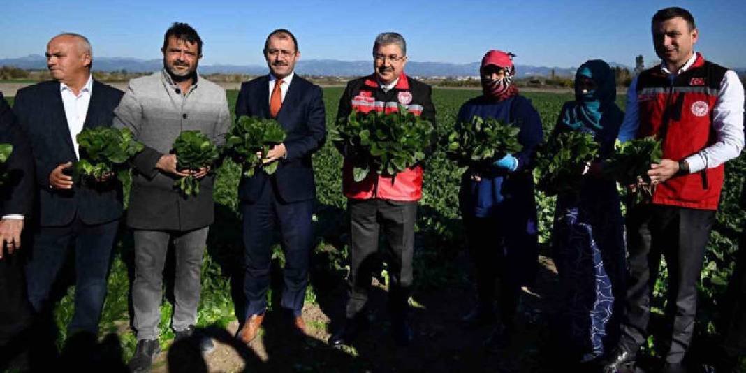 Verimli arazilerde hasat sezonu başladı! Emeğin karşılığı bereketli oluyor, 3 bin tondan fazla rekolte bekleniyor 3